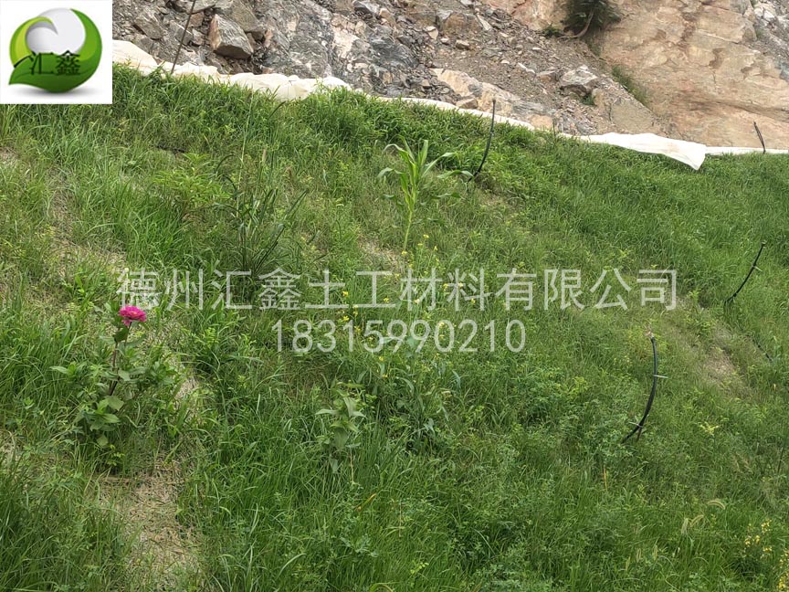 一体化草毯的养护简单方便。(图1)